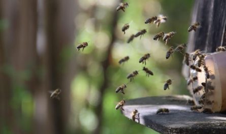11 Symbolic Meanings of Dreaming of a Beehive
