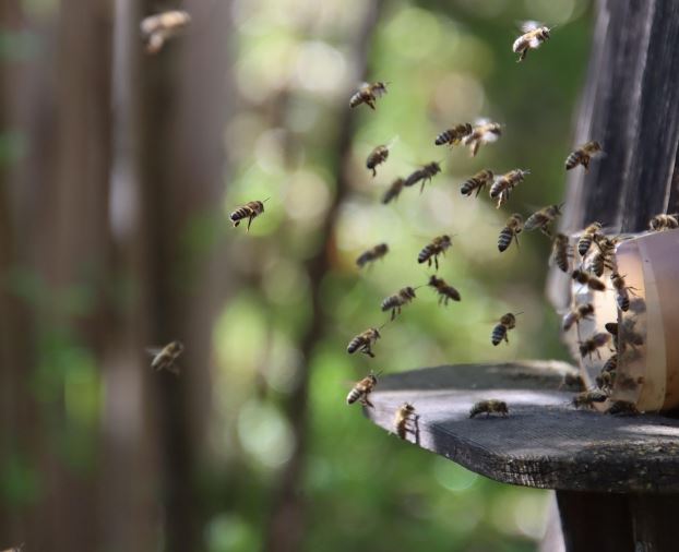 11 Symbolic Meanings of Dreaming of a Beehive