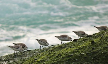8 Symbolic Meanings of Dreaming of Flocks of Birds