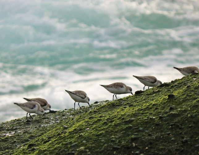 8 Symbolic Meanings of Dreaming of Flocks of Birds