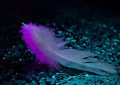 5 Symbolic Meanings of Dreaming about Feathers