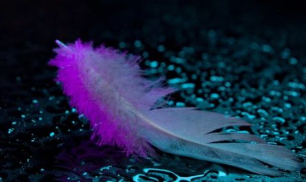 5 Symbolic Meanings of Dreaming about Feathers