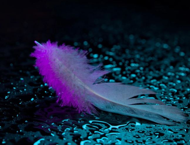 5 Symbolic Meanings of Dreaming about Feathers