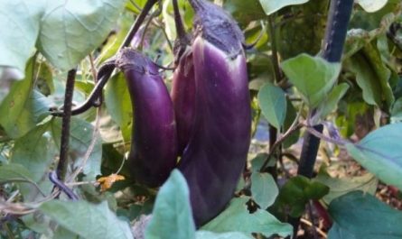 13 Symbolic Meanings of Dreaming about Eggplant