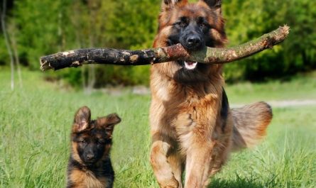 10 Symbolic Meanings of Dreams About Pets