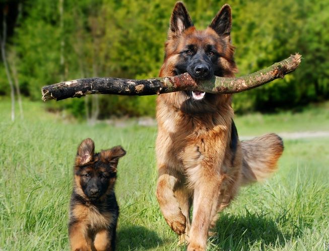 10 Symbolic Meanings of Dreams About Pets