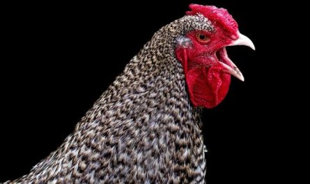 7 Symbolic Meanings of Dreams about Pecking Food