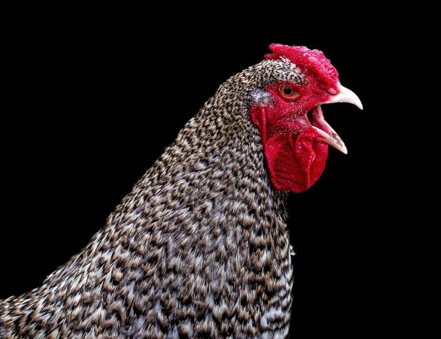 7 Symbolic Meanings of Dreams about Pecking Food