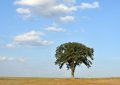 15 Symbolic Meanings of Dreams about Planting