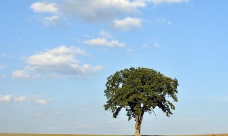 15 Symbolic Meanings of Dreams about Planting