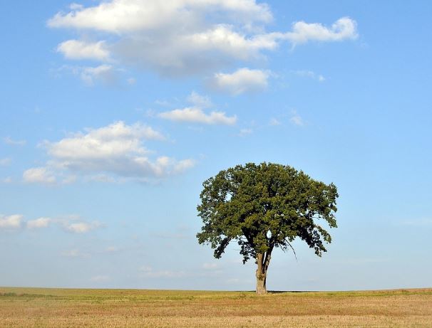 15 Symbolic Meanings of Dreams about Planting