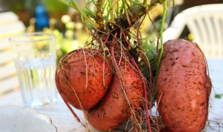 14 Symbolic Meanings of Dreaming About Digging Sweet Potatoes