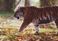 10 Symbolic Meanings of Dreams About Being Eaten