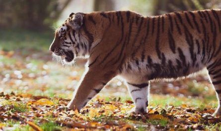 10 Symbolic Meanings of Dreams About Being Eaten