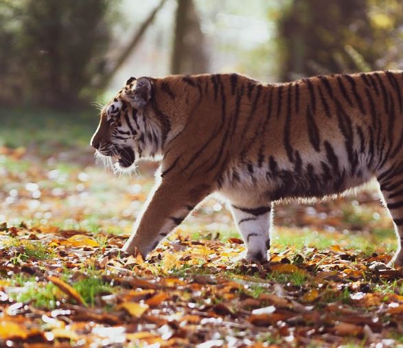 10 Symbolic Meanings of Dreams About Being Eaten