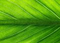 9 Symbolic Meanings of Dreaming About Green