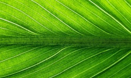 9 Symbolic Meanings of Dreaming About Green