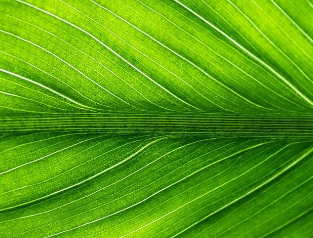 9 Symbolic Meanings of Dreaming About Green