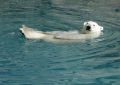 Dreaming of Polar Bears