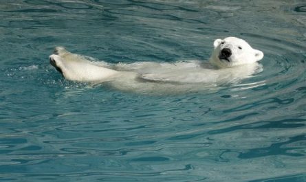 Dreaming of Polar Bears