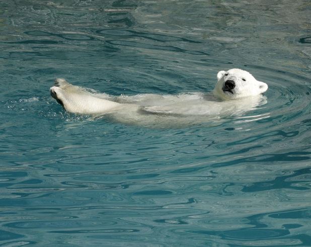 9 Symbolic Meanings of Dreaming of Polar Bears