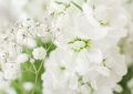 14 Symbolic Meanings of Dreaming About White