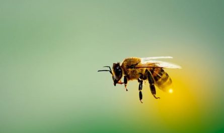 7 Symbolic Meanings of Dreaming About Being Stung