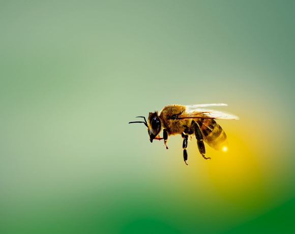 7 Symbolic Meanings of Dreaming About Being Stung
