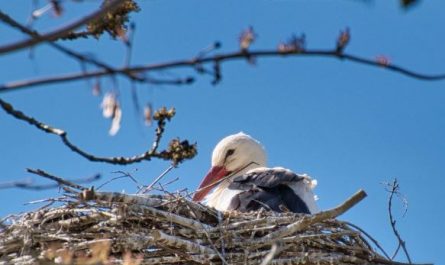 8 Symbolic Meanings of Dreaming About a Nest