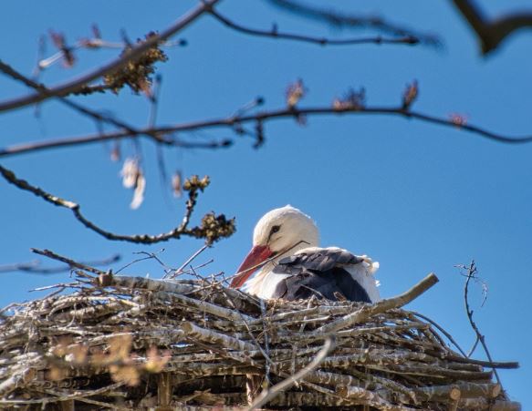 8 Symbolic Meanings of Dreaming About a Nest