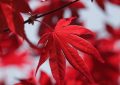 11 Symbolic Meanings of Dreaming About the Color Red