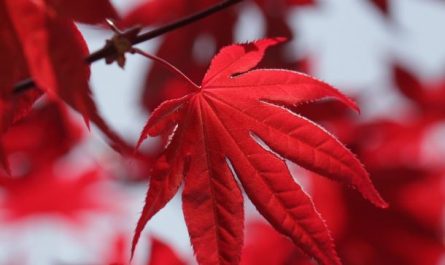 11 Symbolic Meanings of Dreaming About the Color Red