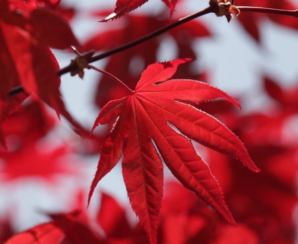 11 Symbolic Meanings of Dreaming About the Color Red